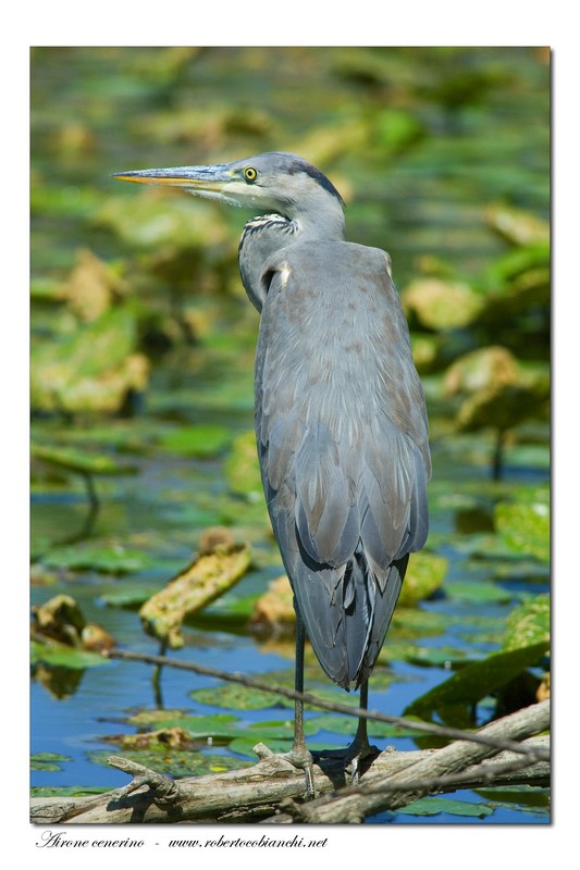 Airone cenerino - Ardea cinerea